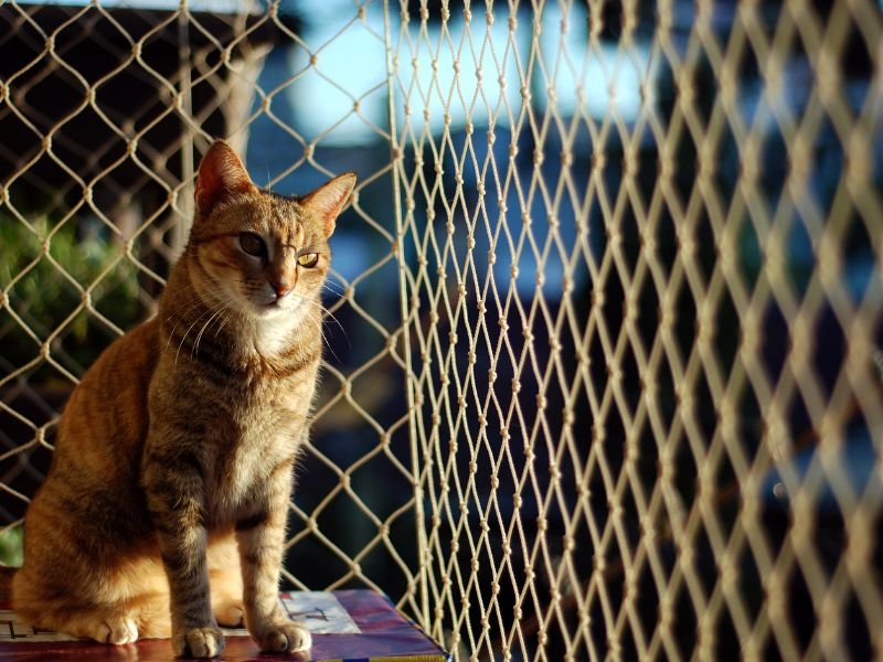 As Melhores Redes de Protecao para Animais de Estimacao em Curitiba