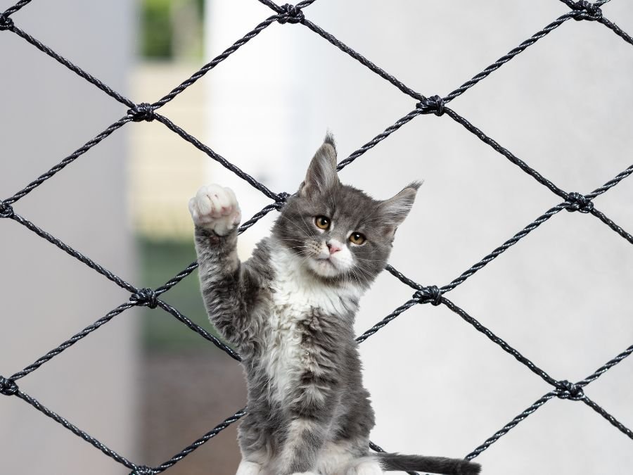 Rede de Proteção para Gatos em Batel, Curitiba
