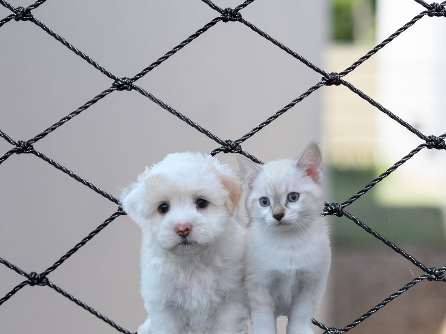 Rede de Proteção para Gatos em Boa Vista, Curitiba
