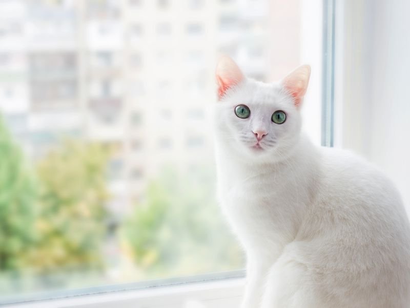 Rede de Proteção para Gatos em Bom Retiro, Curitiba