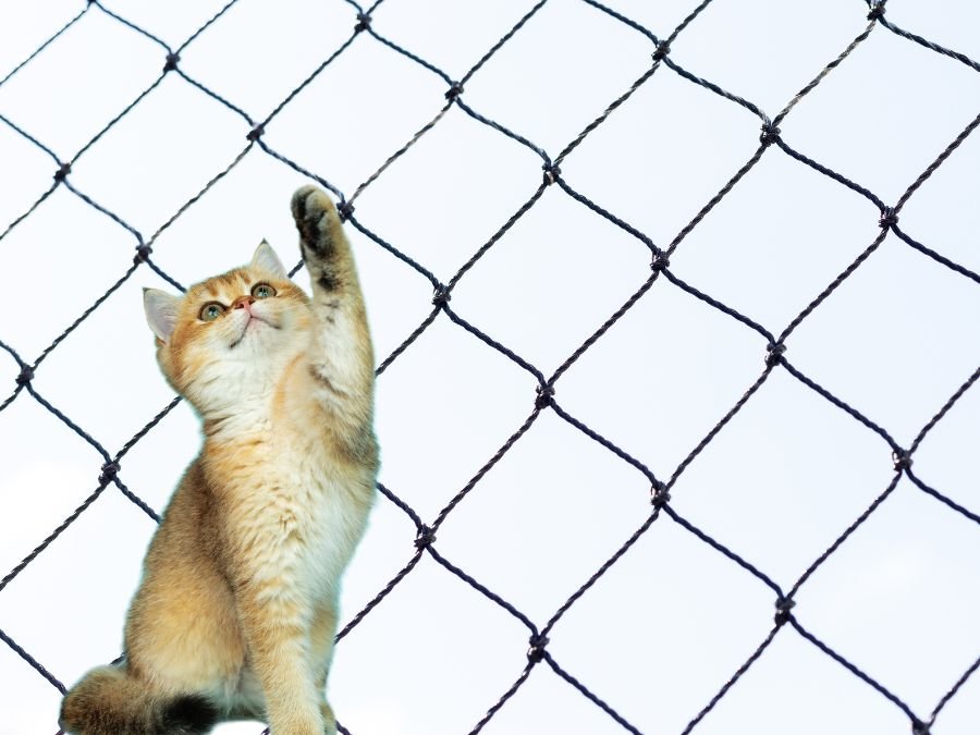 Rede de Proteção para Gatos em Campo Comprido, Curitiba