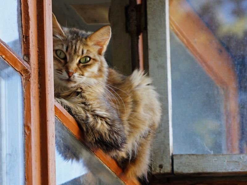 Rede de Proteção para Gatos em Juvevê, Curitiba