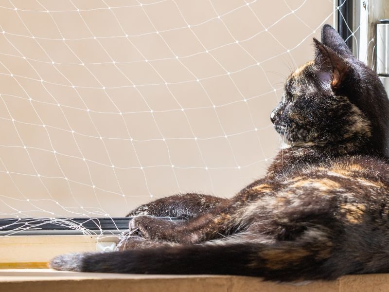 Rede de Proteção para Gatos em Portão, Curitiba