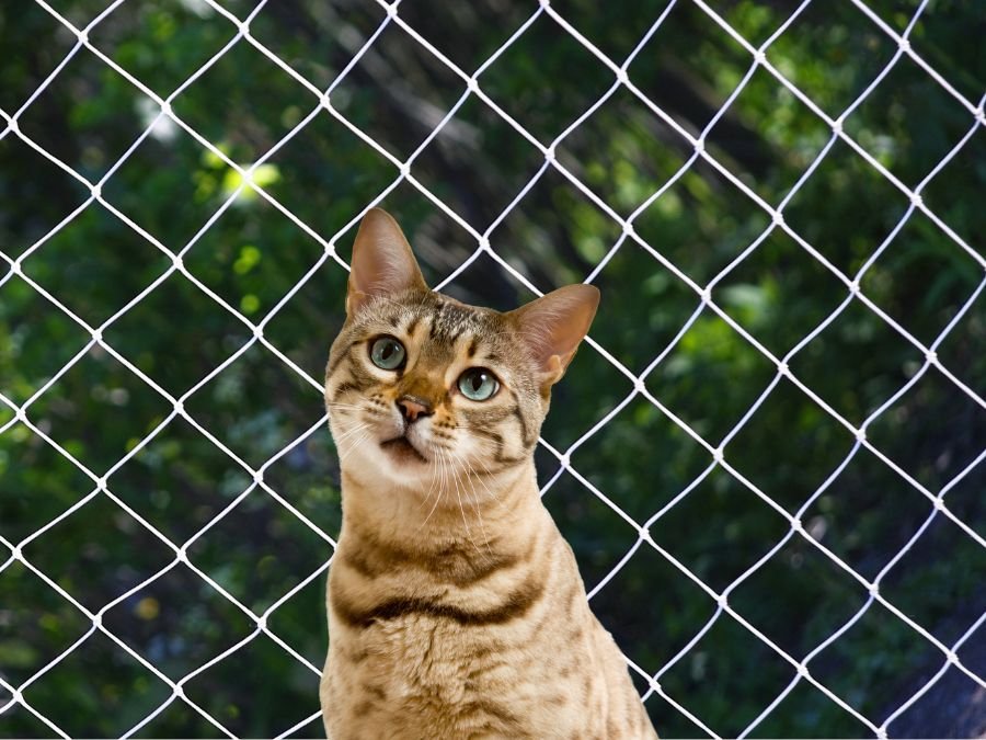 Rede de Proteção para Gatos em São Lourenço, Curitiba