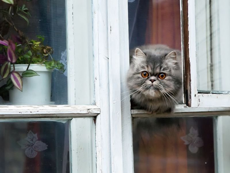 Rede de Proteção para Gatos em Água Verde Curitiba