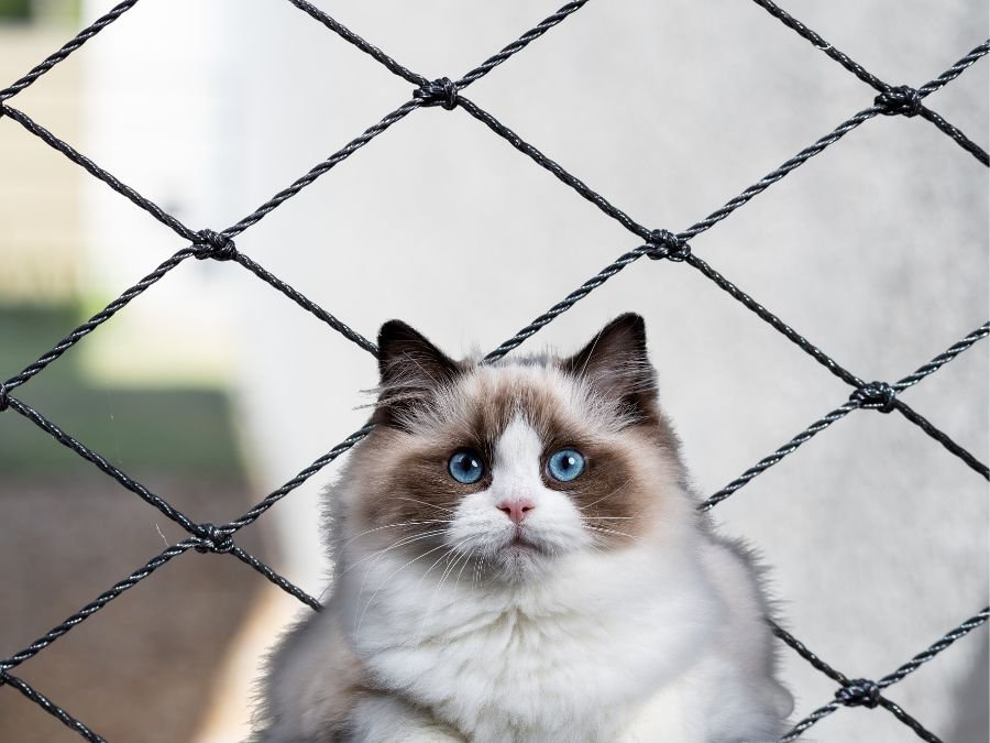 Rede de Proteção para Gatos em Ahú