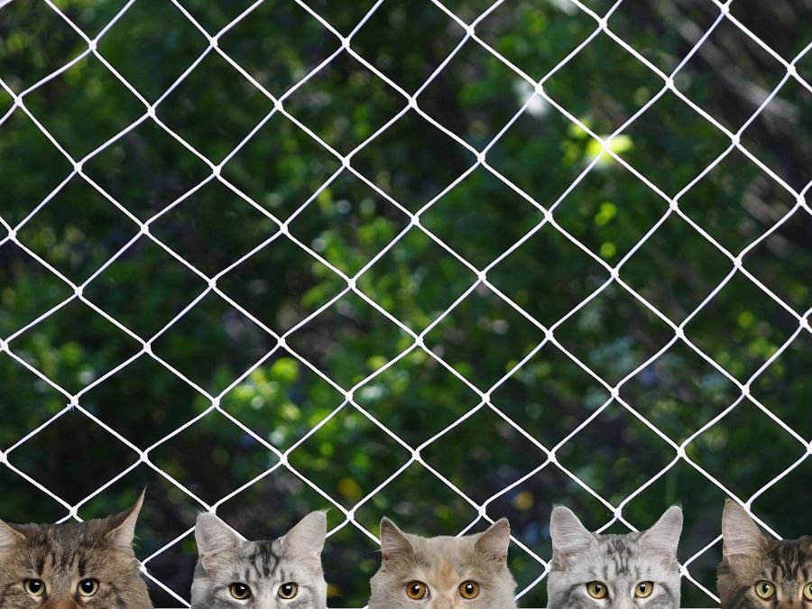 Rede de Proteção para Gatos em Alto Boqueirão