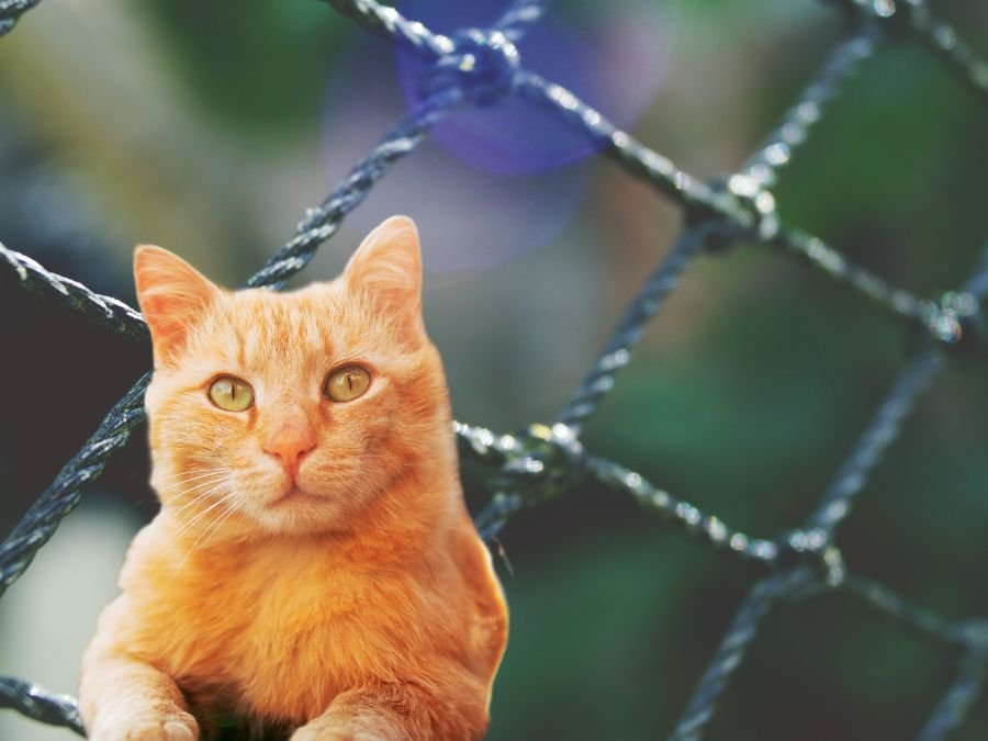 Rede de Proteção para Gatos em Alto da Glória