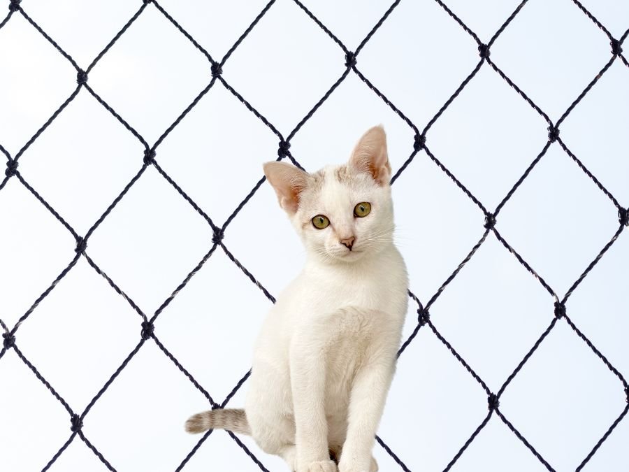 Rede de Proteção para Gatos em Boa Vista Curitiba