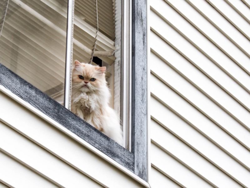 Rede de Proteção para Gatos em Cabral Curitiba