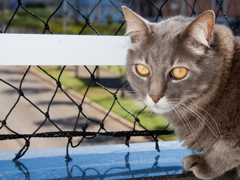 Rede de Proteção para Gatos em Cajuru