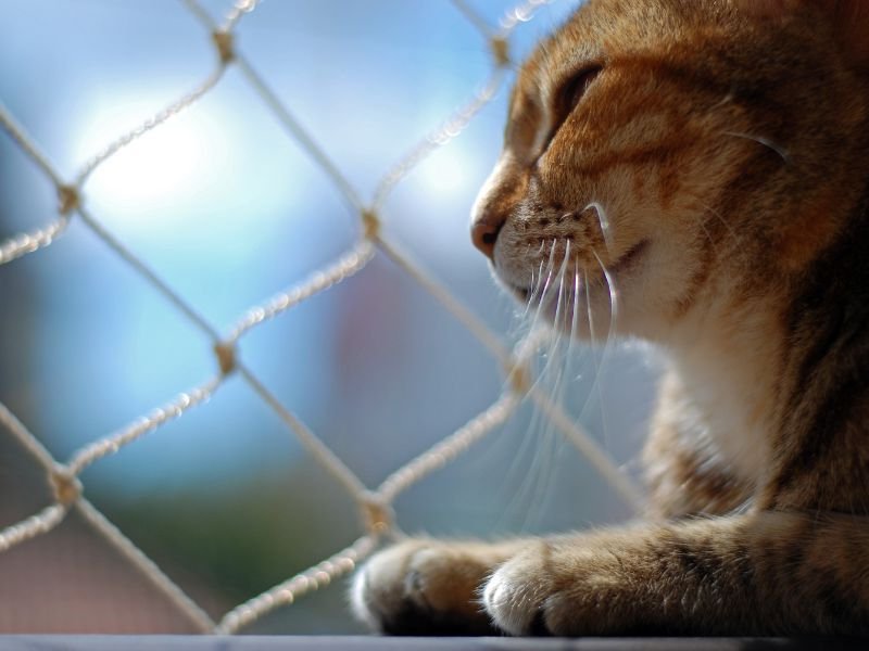 Rede de Proteção para Gatos em Campo de Santana