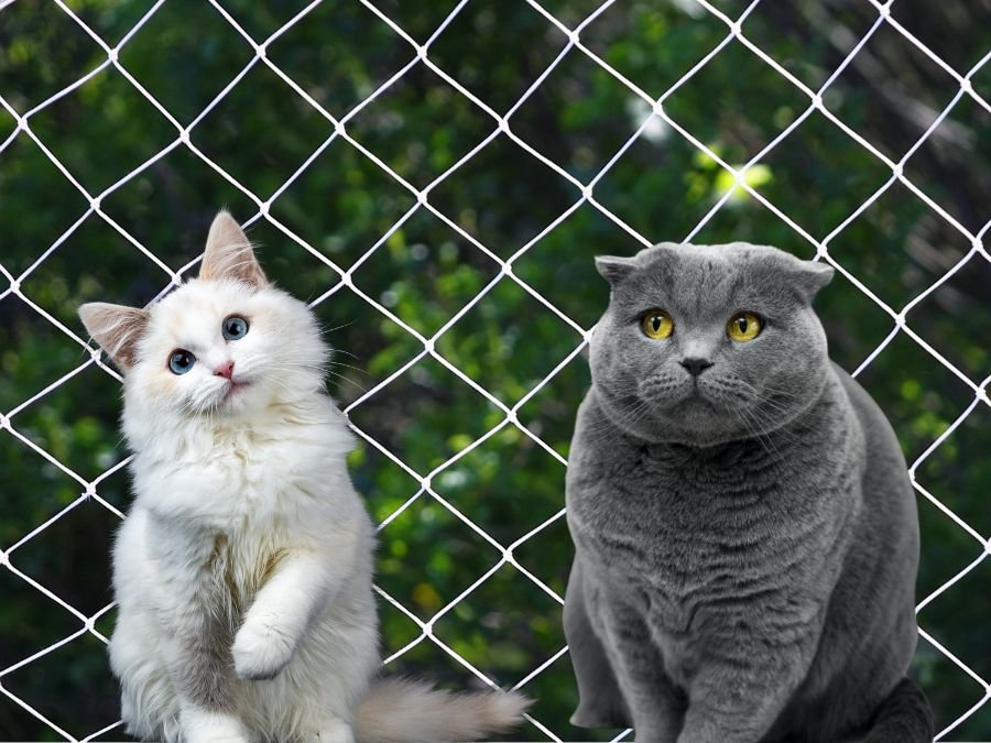 Rede de Proteção para Gatos em Cidade Industrial Curitiba