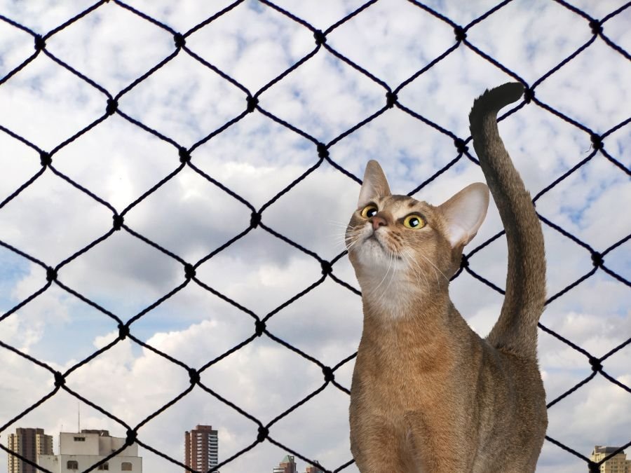 Rede de Proteção para Gatos em Ganchinho