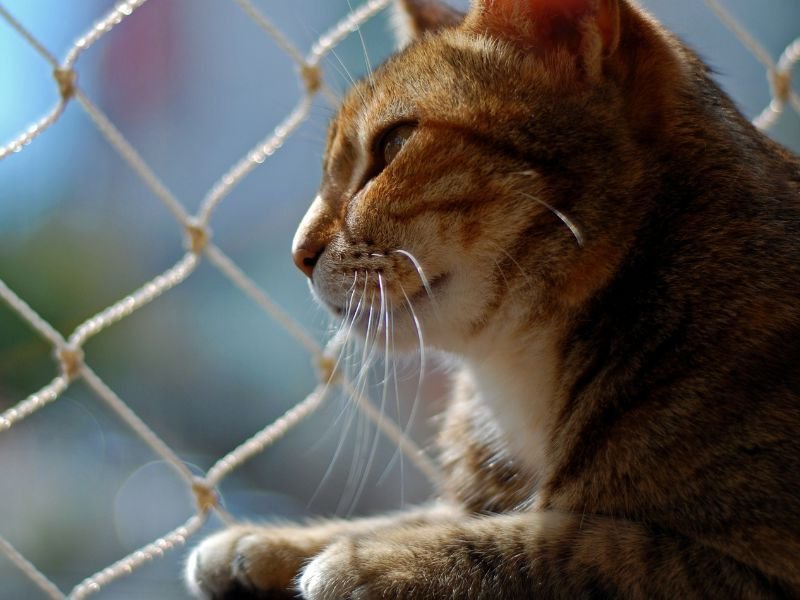 Rede de Proteção para Gatos em Ganchinho Curitiba