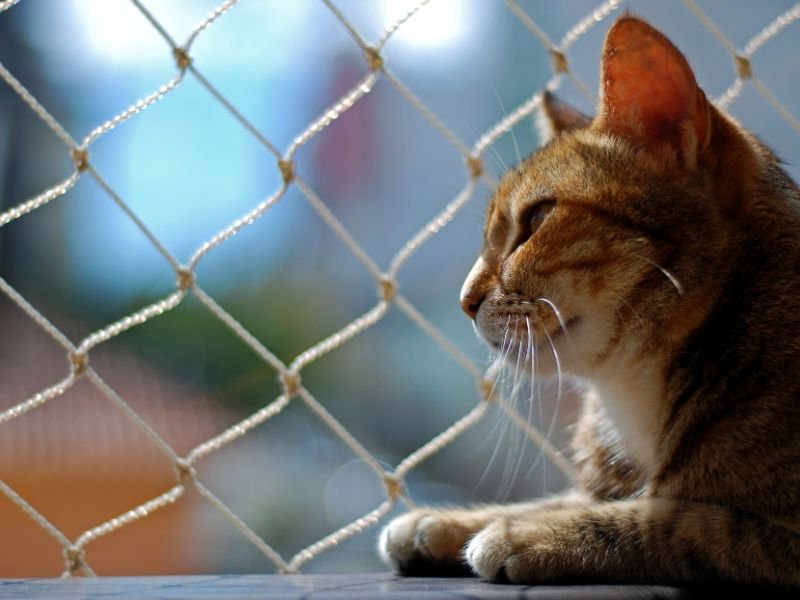 Rede de Proteção para Gatos em Hugo Lange