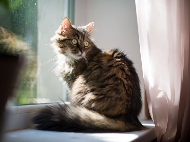 Rede de Proteção para Gatos em Jardim das Américas Curitiba