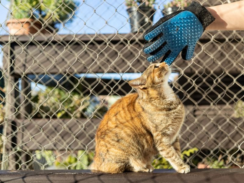 Rede de Proteção para Gatos em Riviera