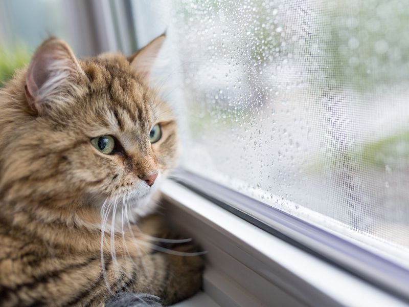 Rede de Proteção para Gatos em São João