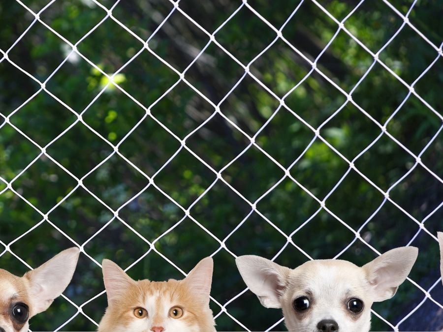 Rede de Proteção para Gatos em São Lourenço