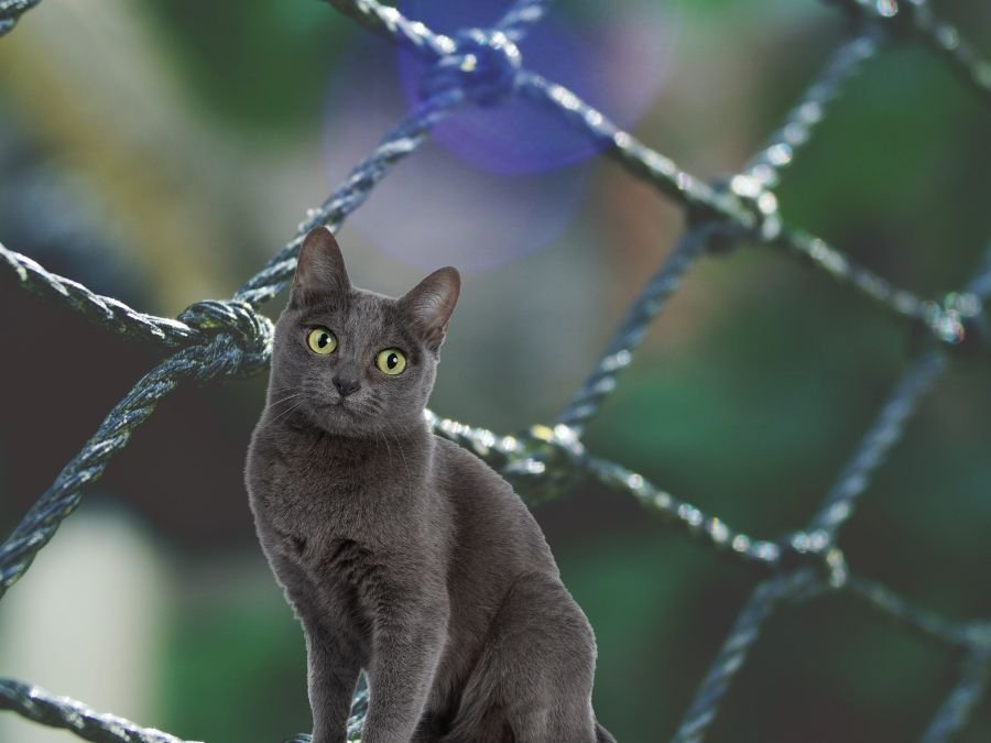 Rede de Proteção para Gatos em São Lourenço Curitiba