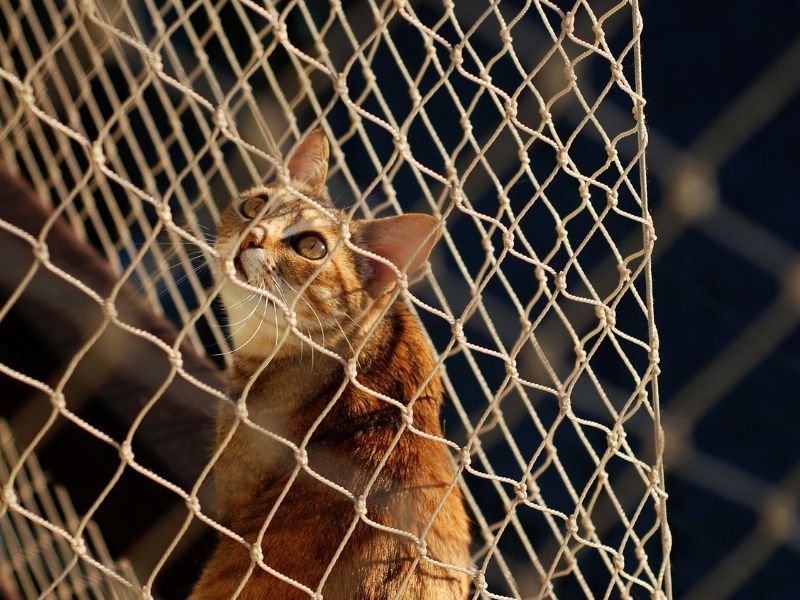Rede de Proteção para Gatos em Seminário