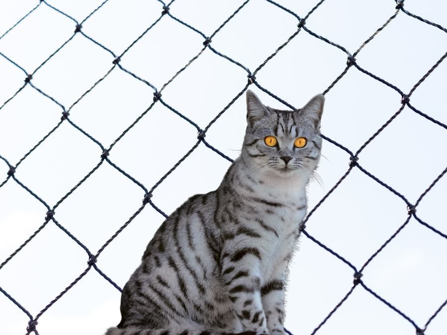 Rede de Segurança em Piên