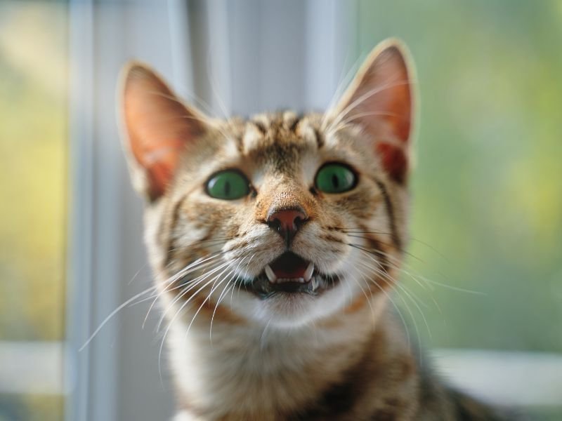 Rede de Segurança para Gatos em Campo Magro