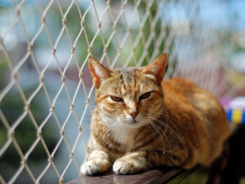Rede de Segurança para Gatos em Cerro Azul