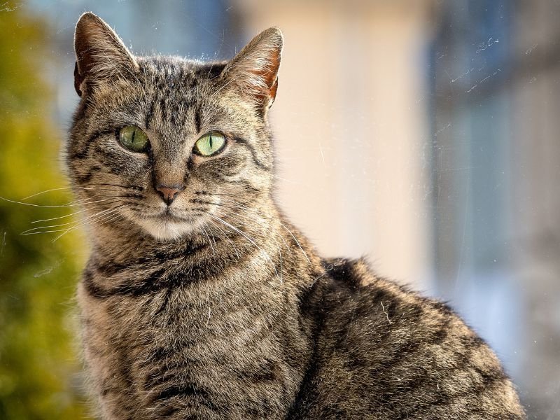 Rede de Segurança para Gatos em Agudos do Sul