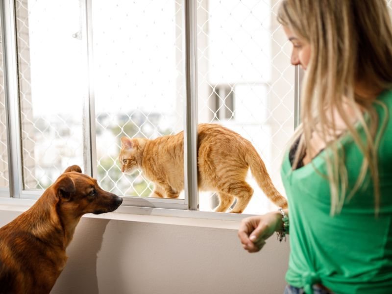 Redes de proteção para animais domésticos em Curitiba-2