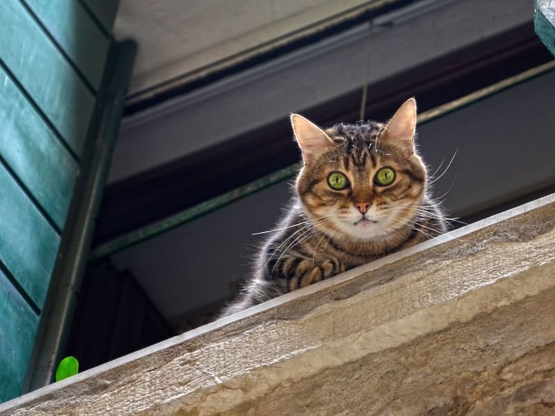 Tela Mosquiteira em Butiatuvinha, Curitiba