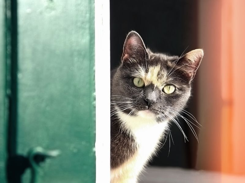 Tela de Proteção em Lapa