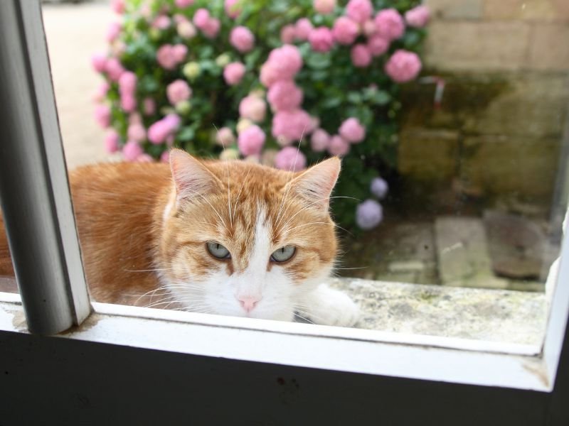 Telas para gatos em curitiba-2